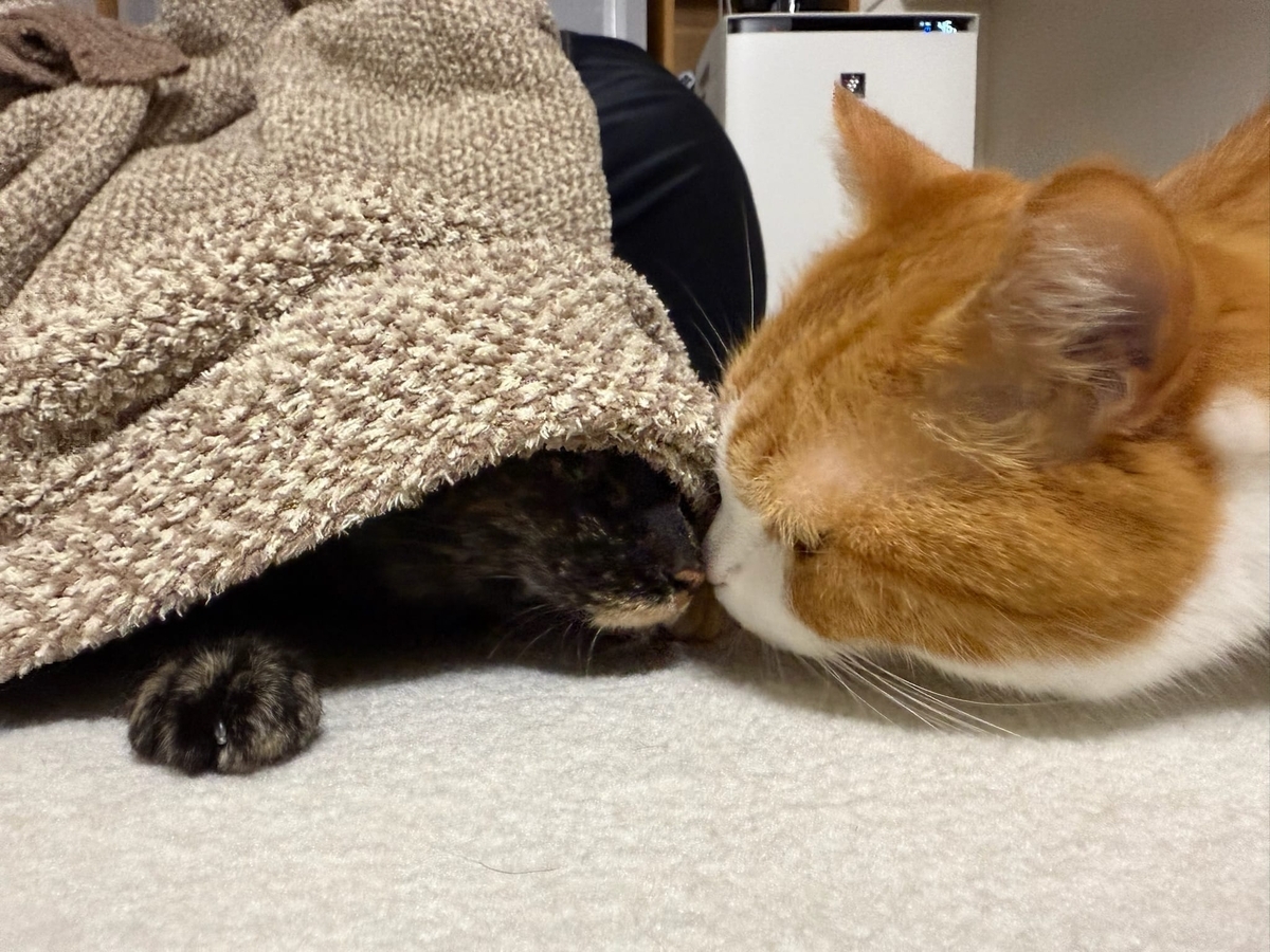 るるもなの鼻ちゅー1