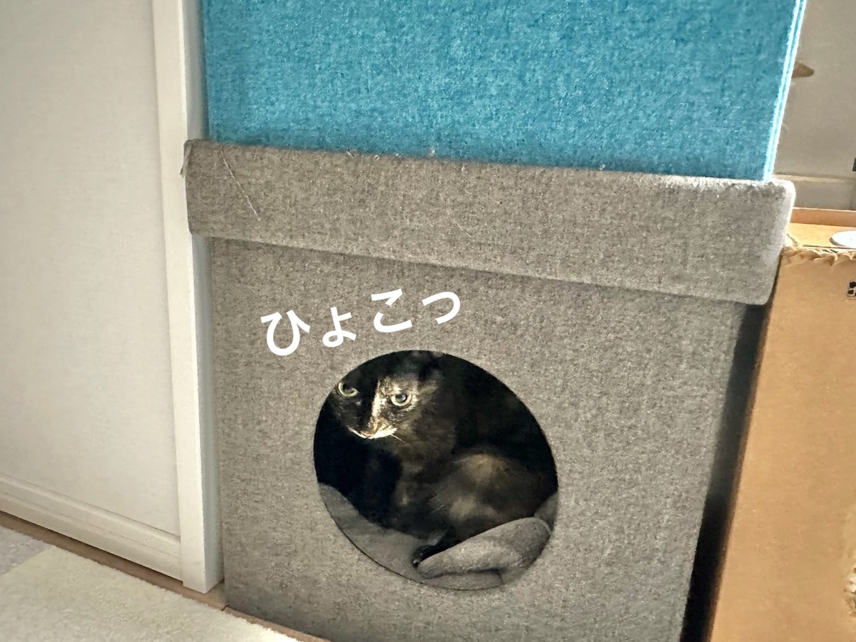 キャットハウスのもなちゃん