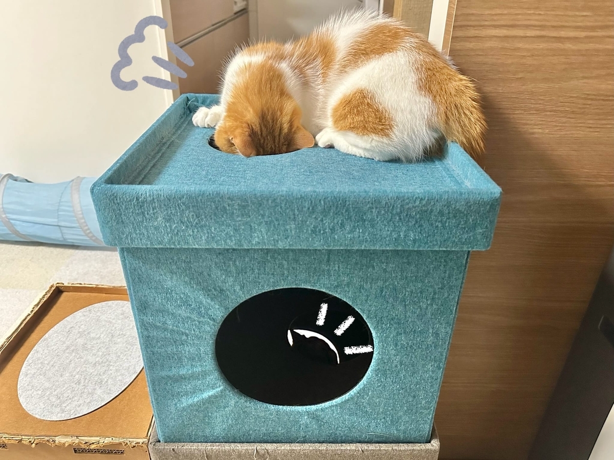 キャットハウスのるるもな