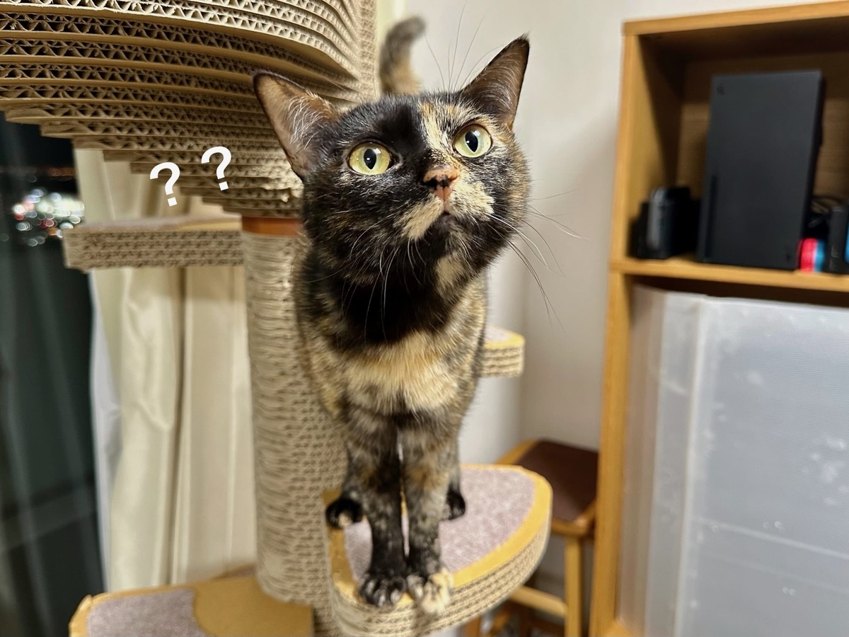 気になるもなちゃん1