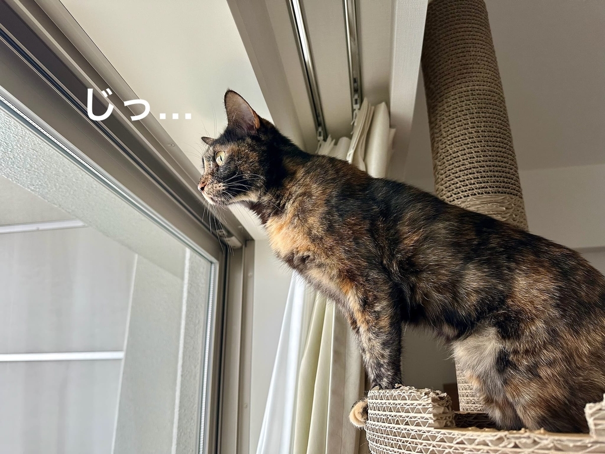 外を眺めるもなちゃん