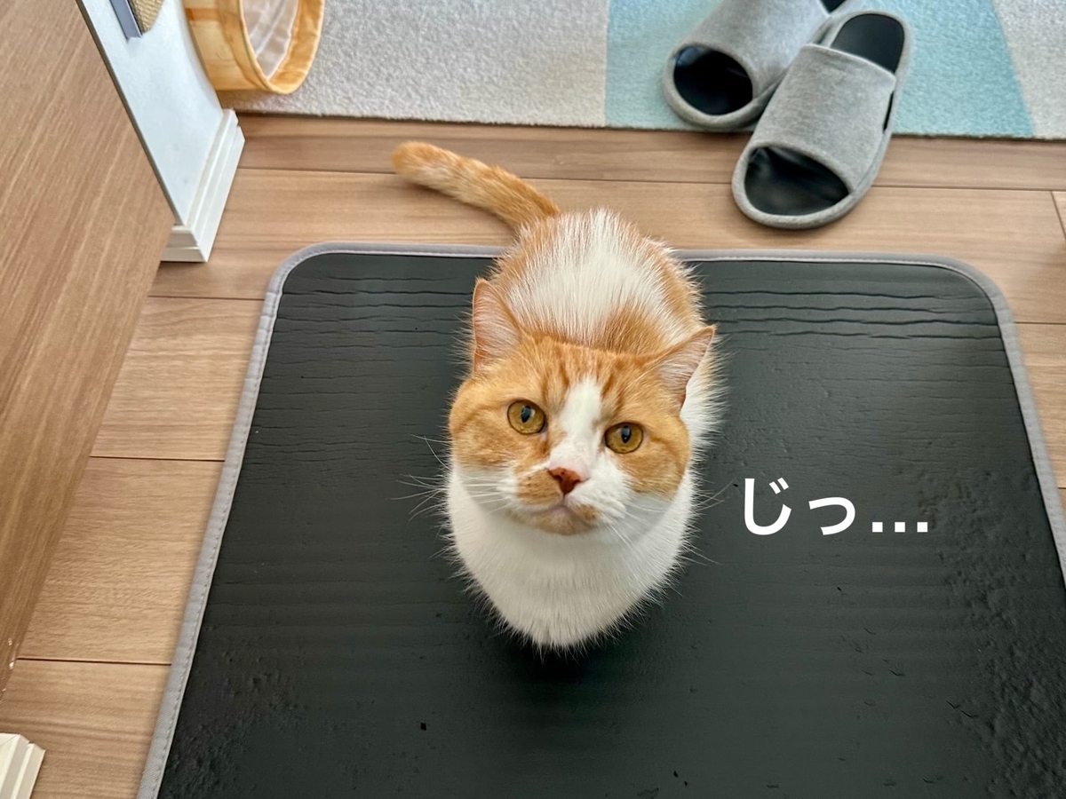 見つめるるるちゃん1