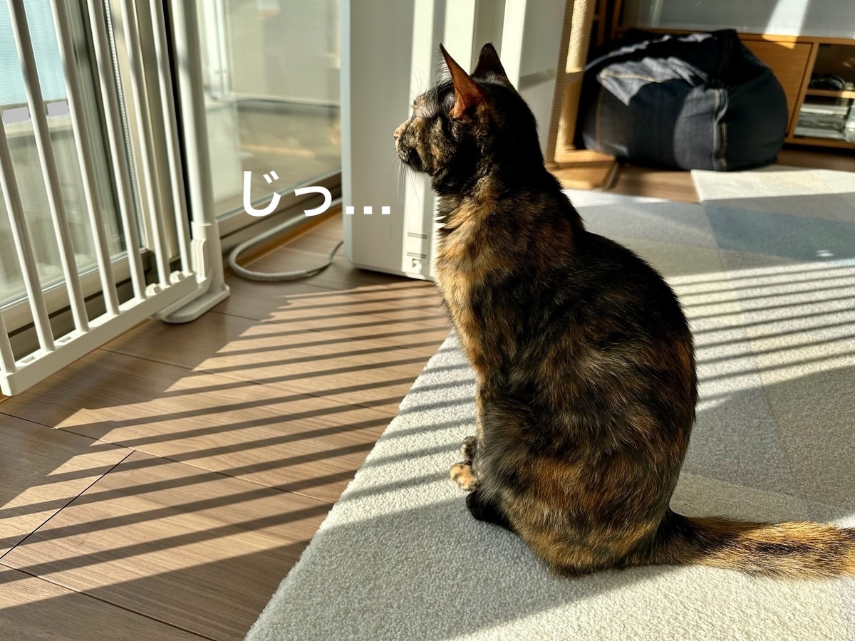 外を見つめるもなちゃん2