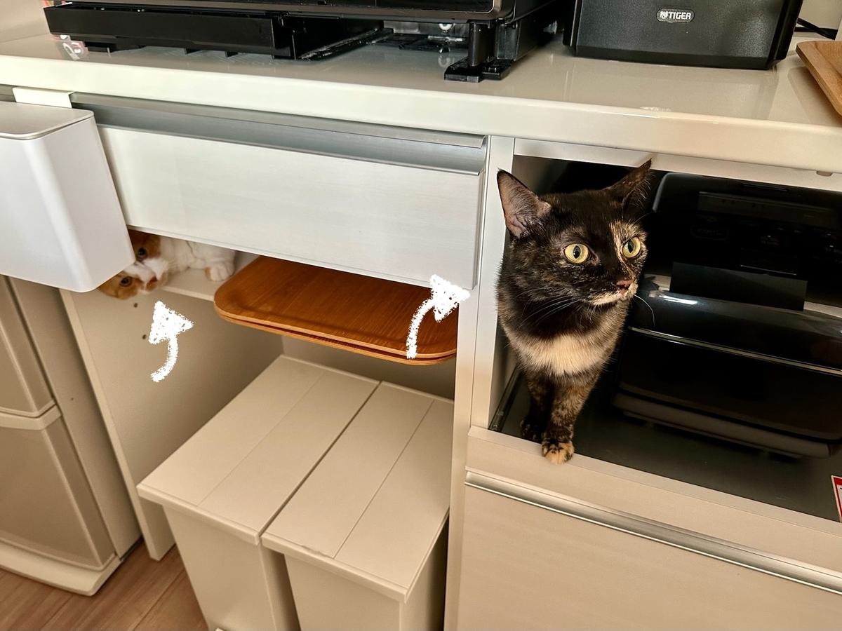 ねこねこキッチン探検隊1