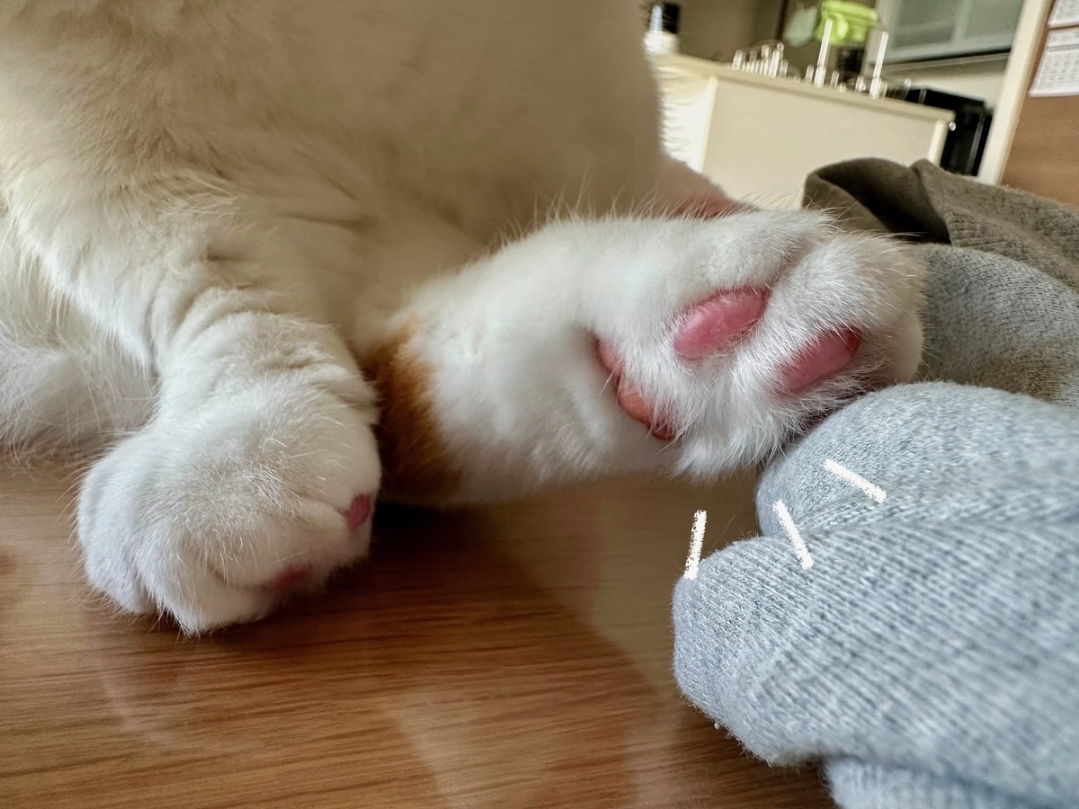 るるちゃんの肉球