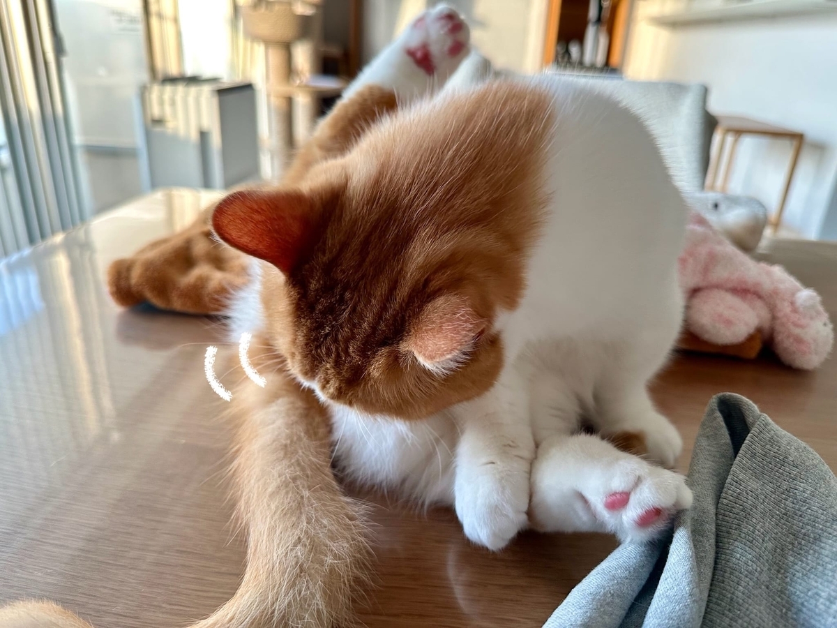 毛繕いるるちゃん