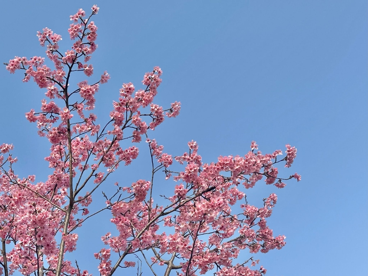 梅と青空