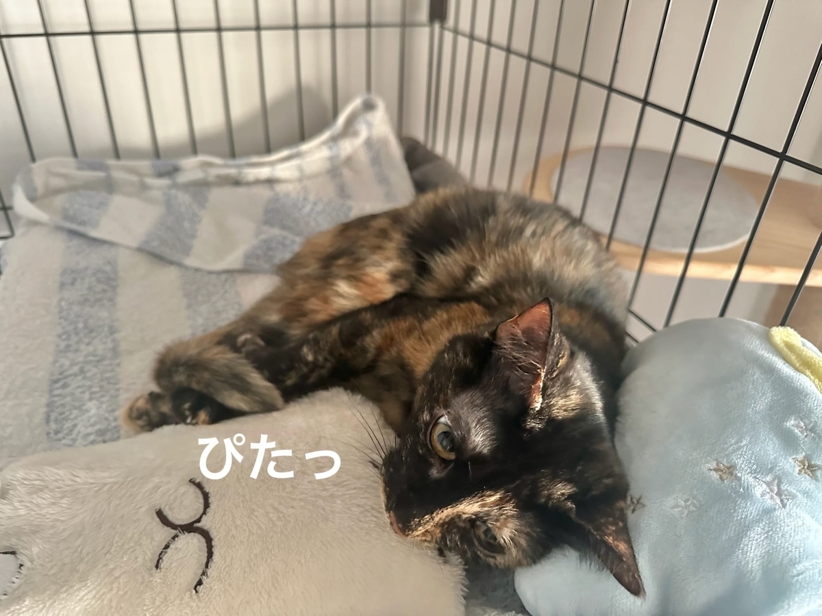 ごろごろタイムのもなちゃん1