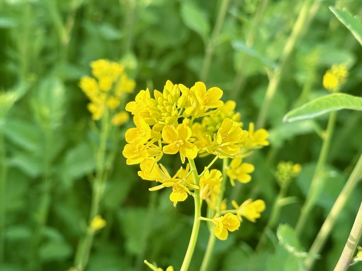 菜の花