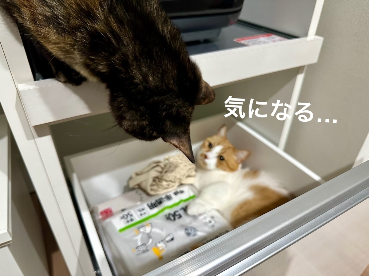 ねこねこキッチン探検隊2