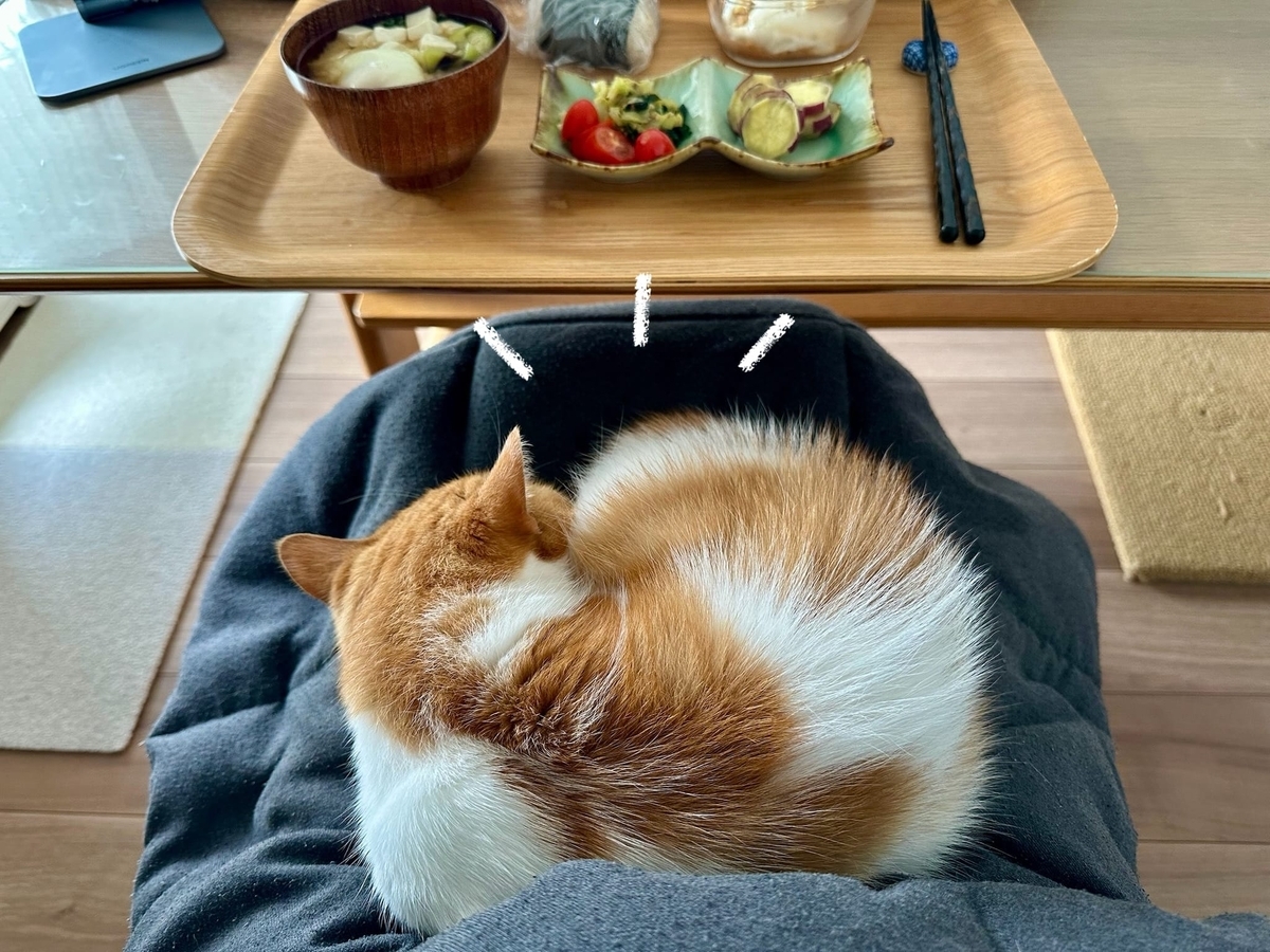 お膝猫るるちゃん1