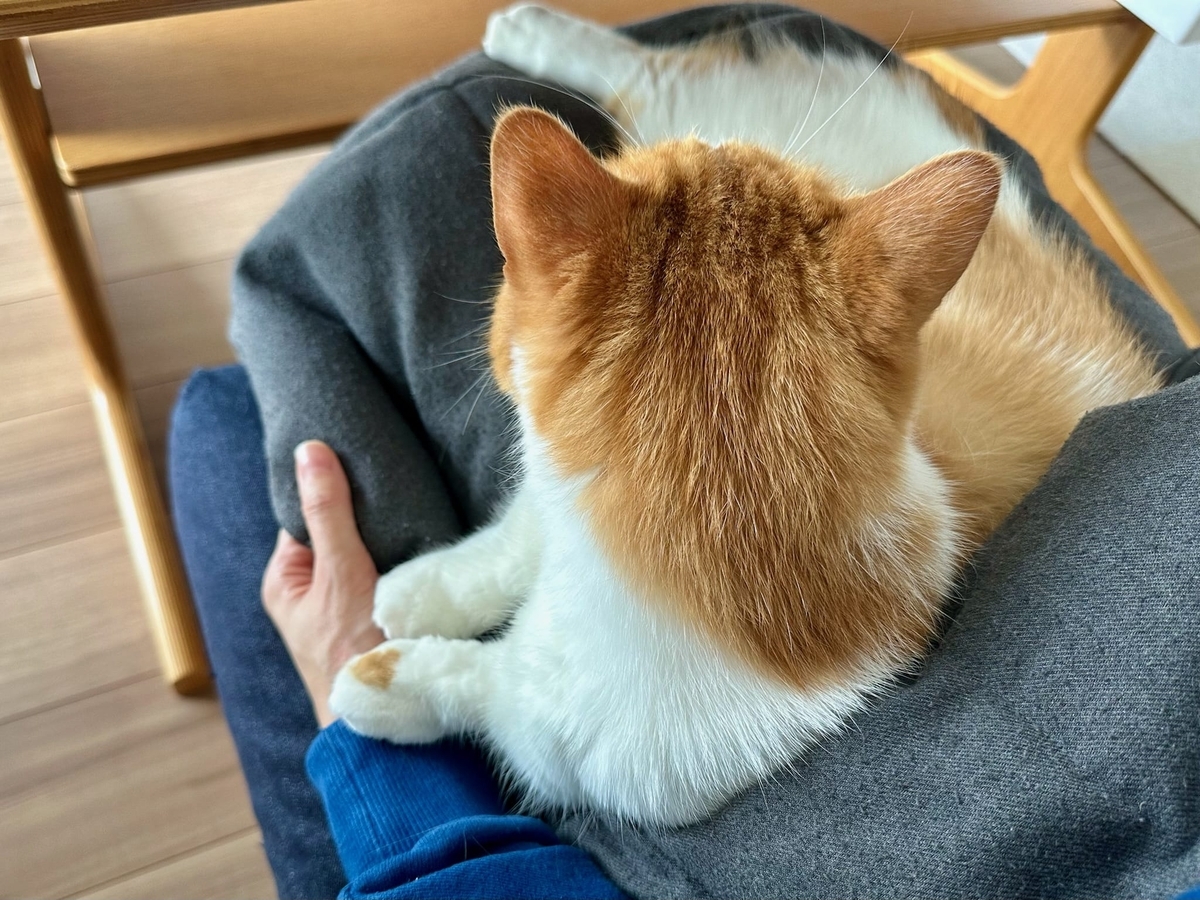 お膝猫るるちゃん2