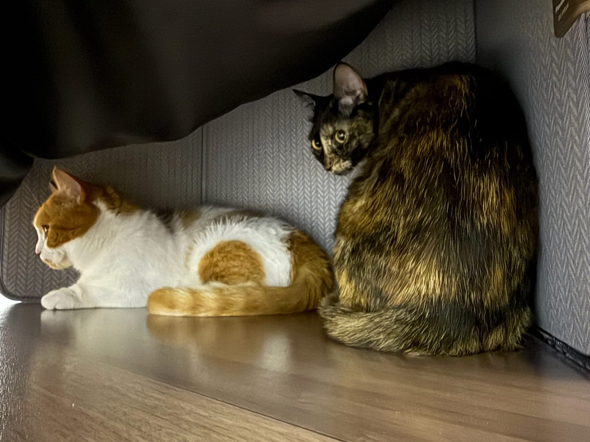 パネルヒーターで温まるるるもな