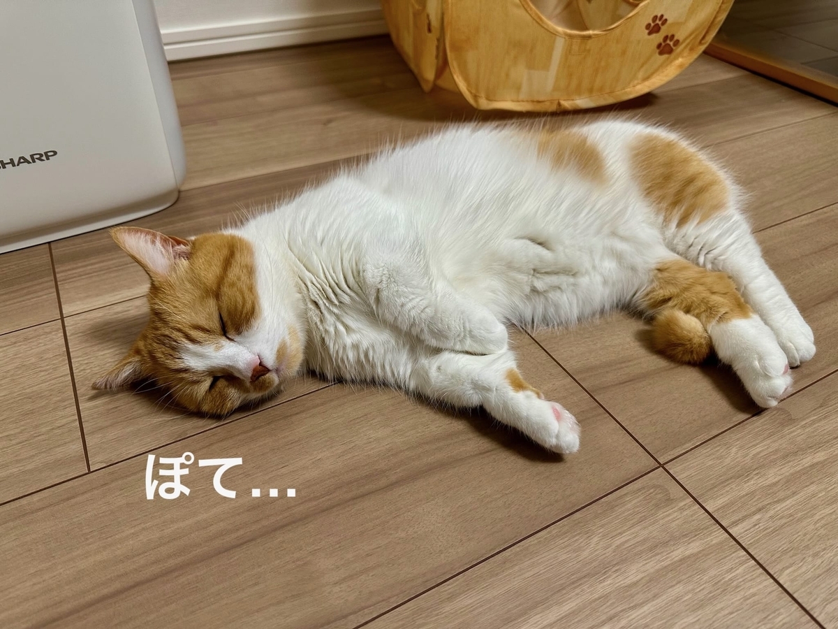 床暖でとろけるるるちゃん