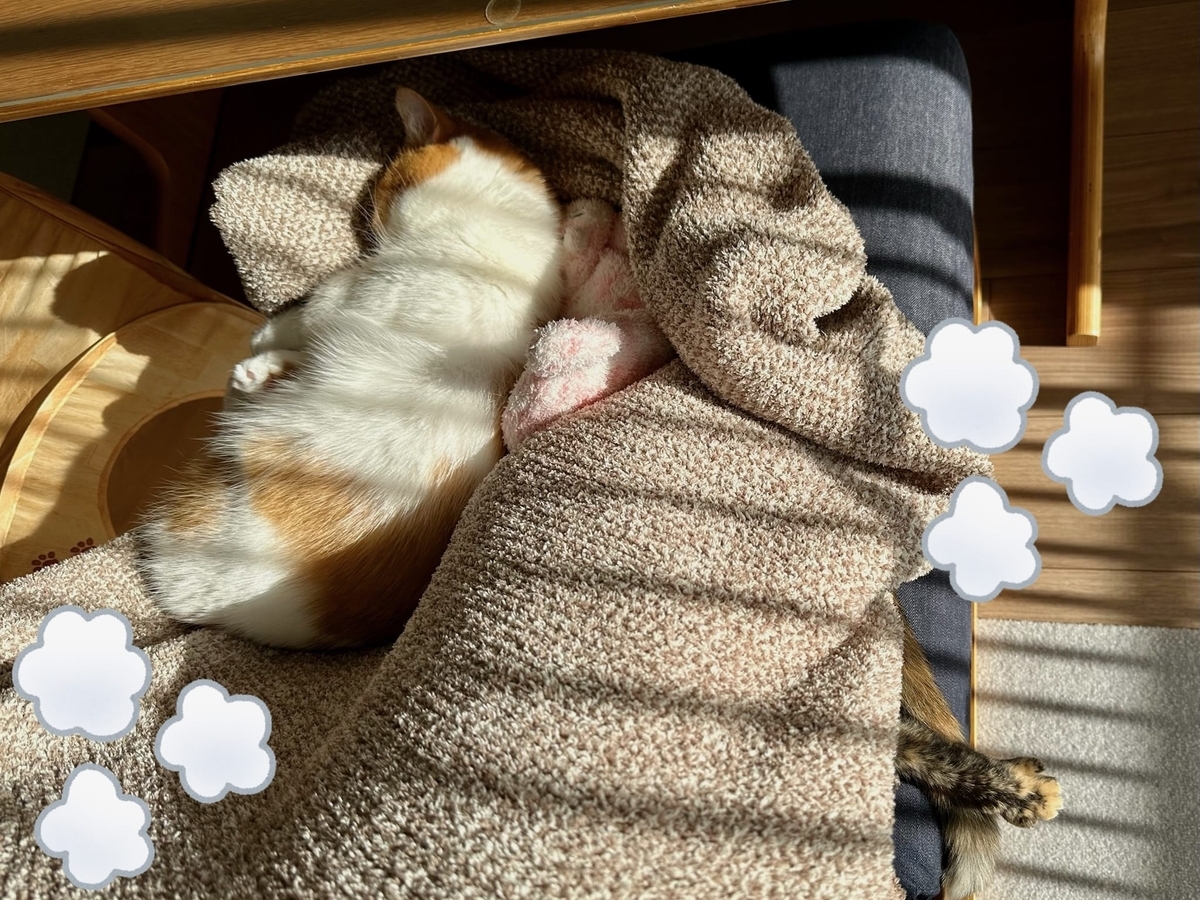 日向ぼっこ中のるるもな