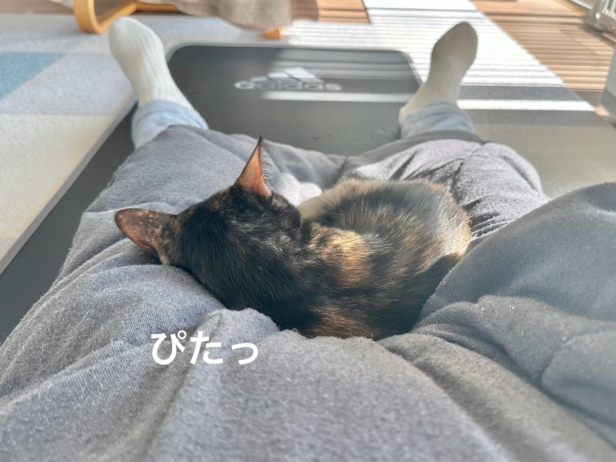 足に挟まるもなちゃん