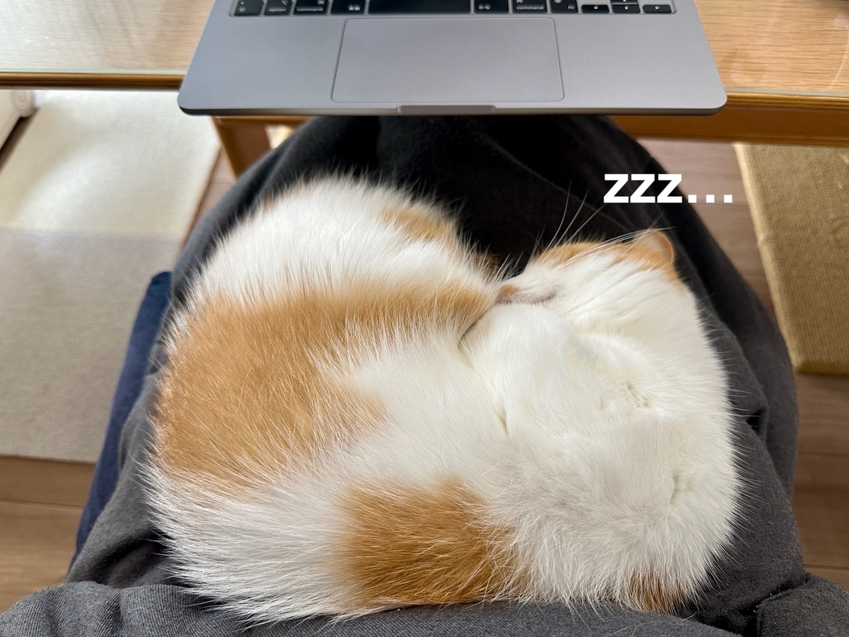 お膝猫るるちゃん