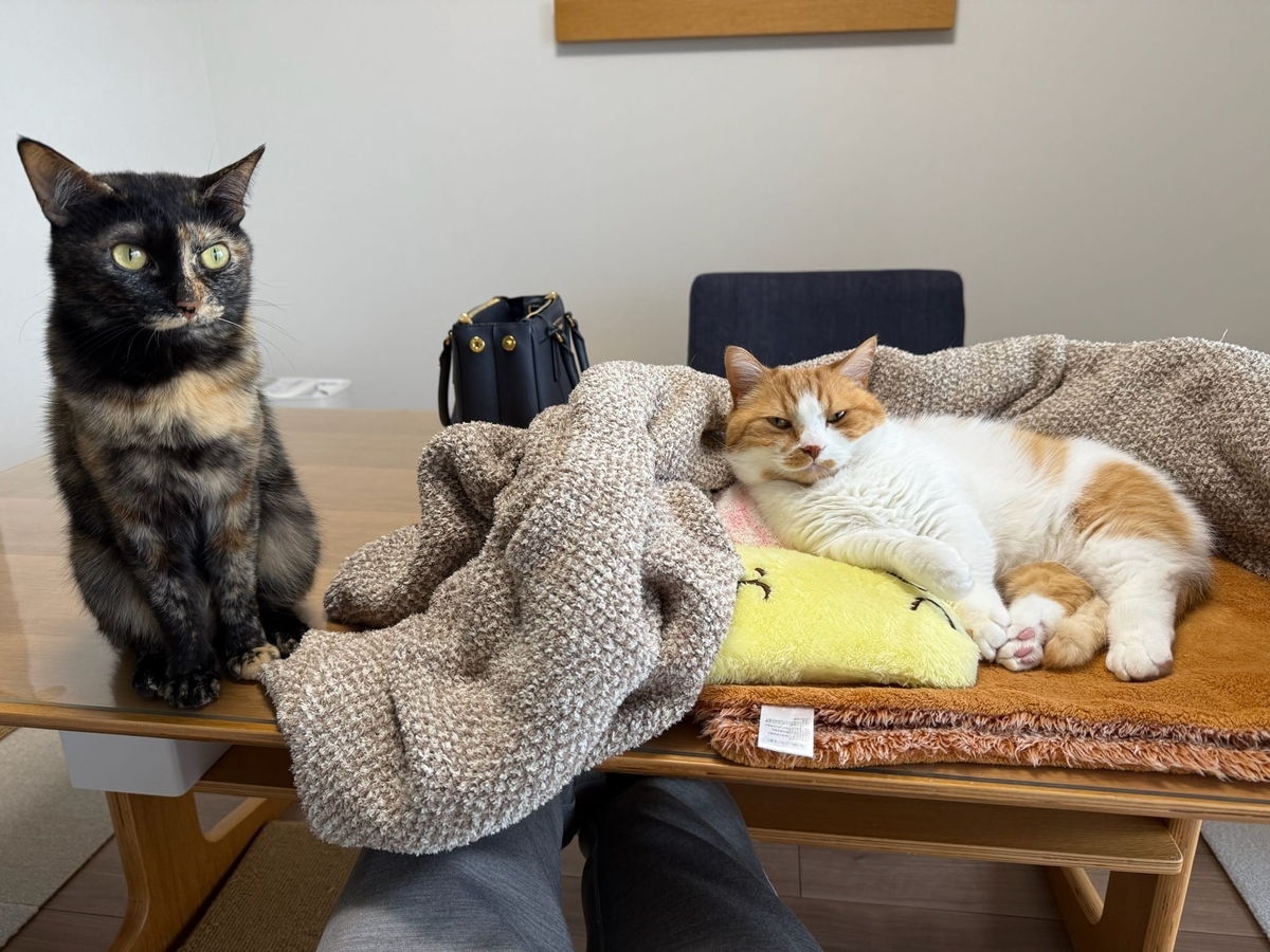クールダウンるるもな