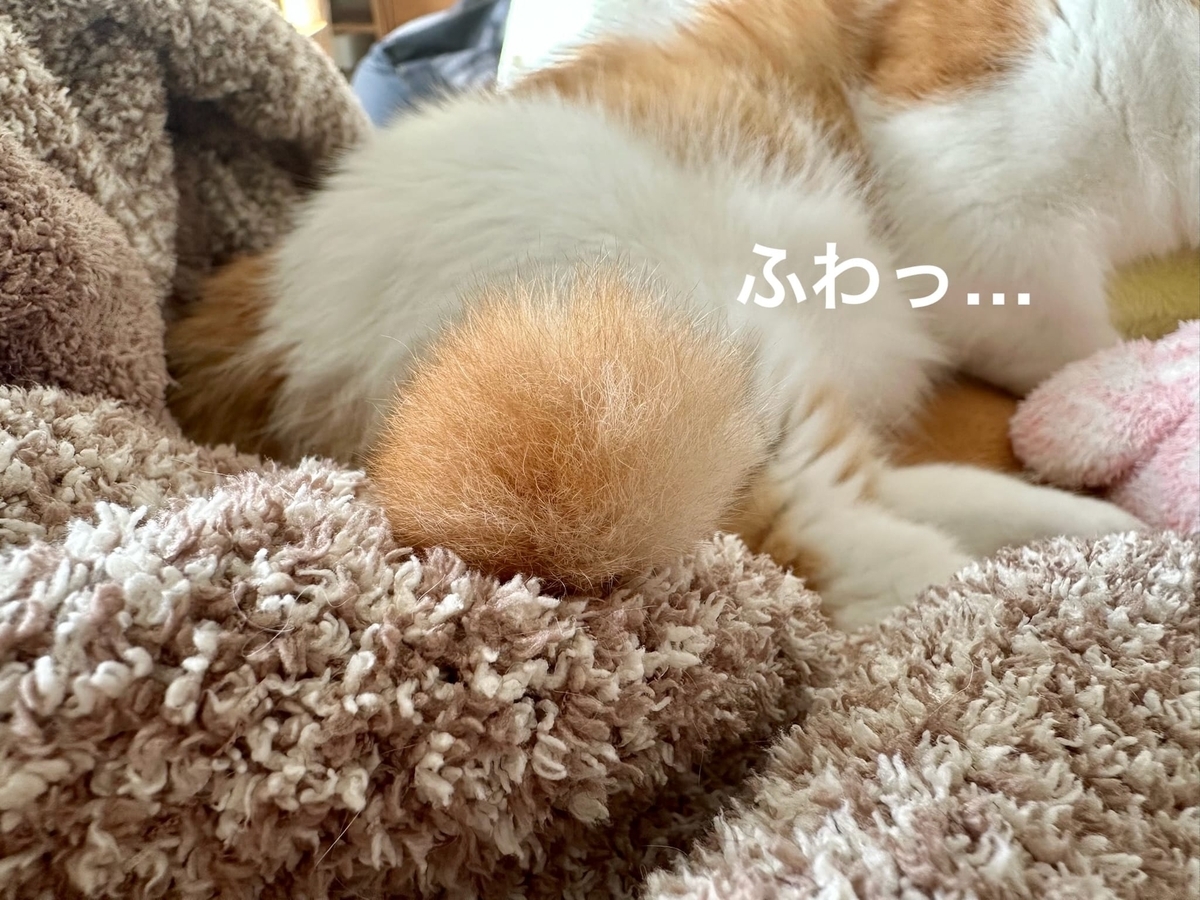 ふわふわしっぽ