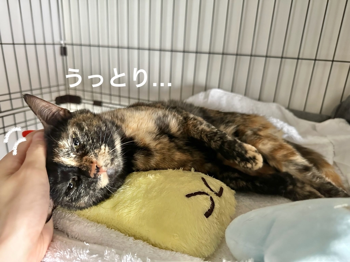 うっとりするもなちゃん