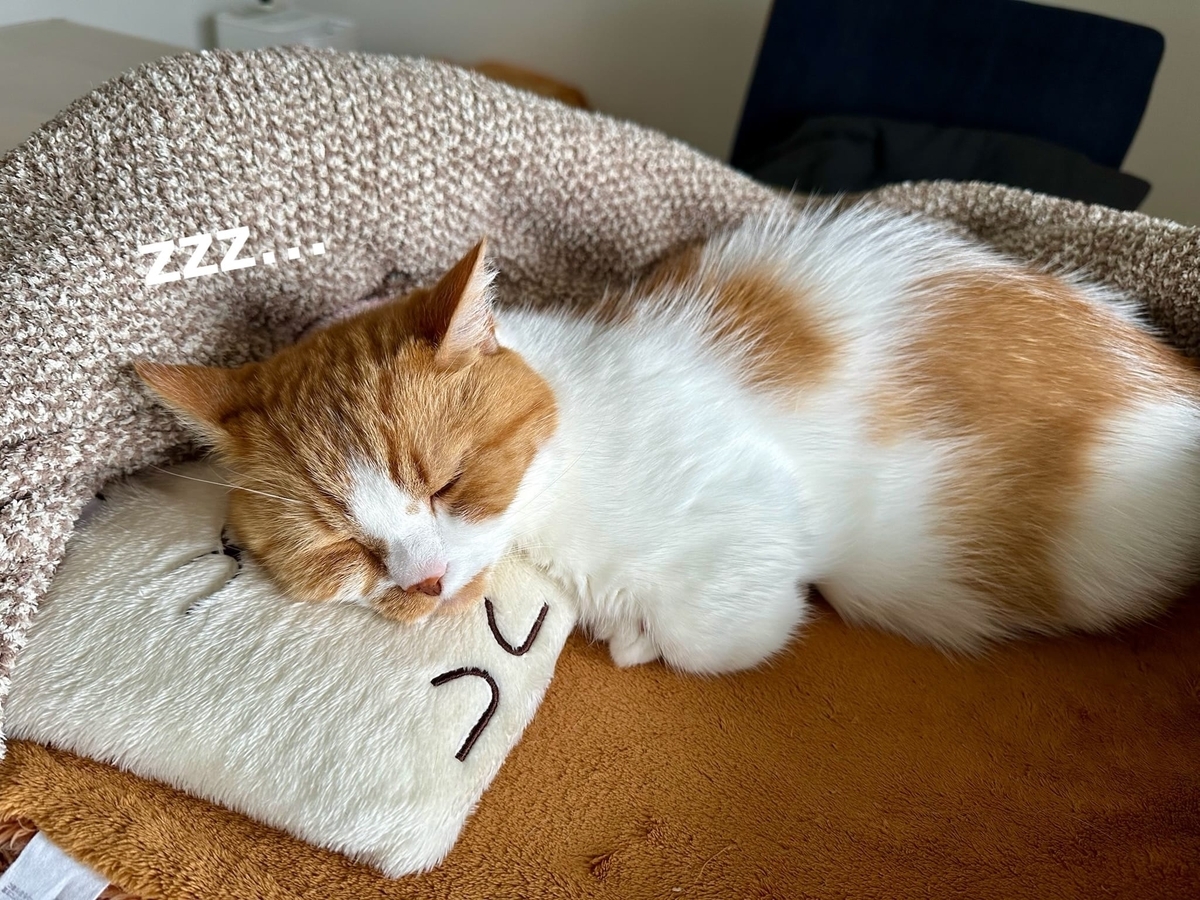 お昼寝タイムのるるちゃん