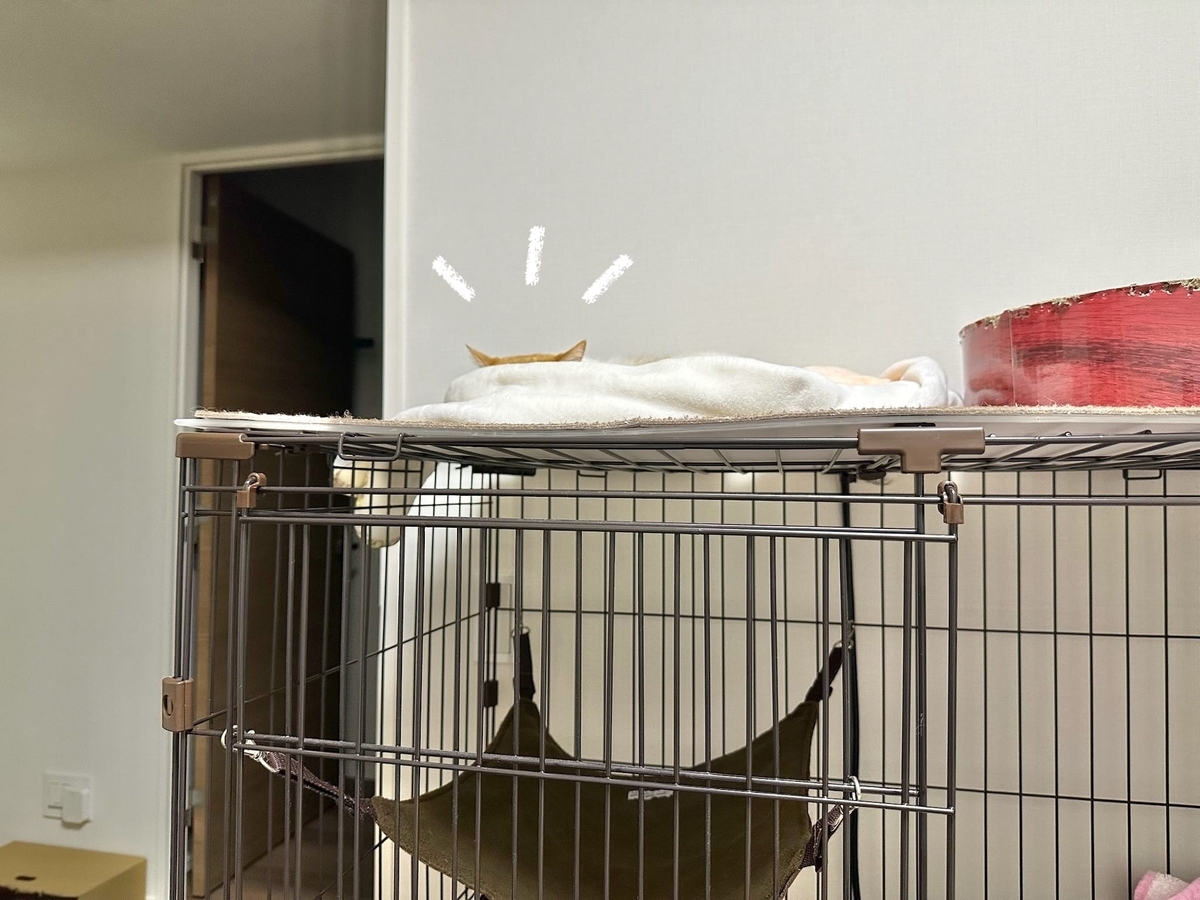 ケージ上のるるちゃん1