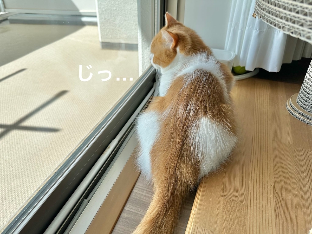 たそがれるるちゃん