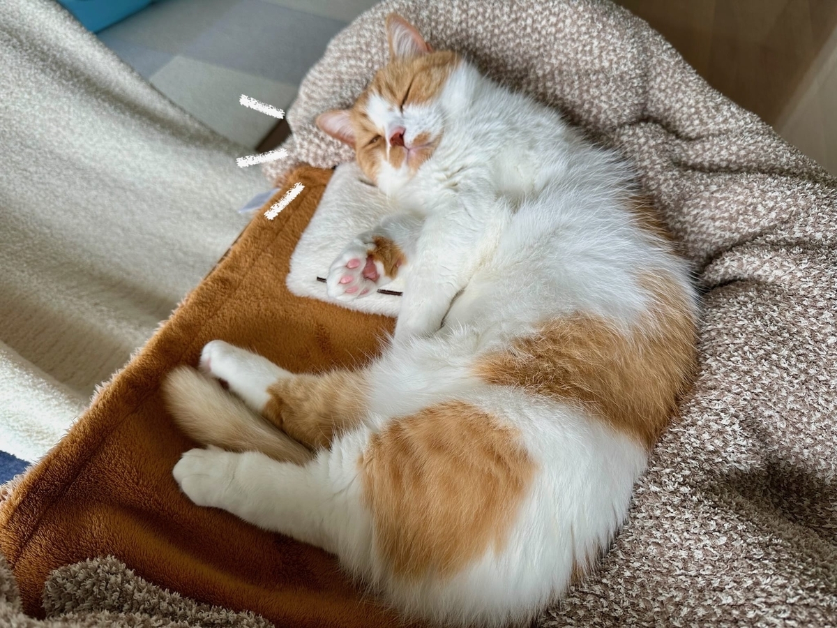 湯たんぽ枕にお昼寝るるちゃん