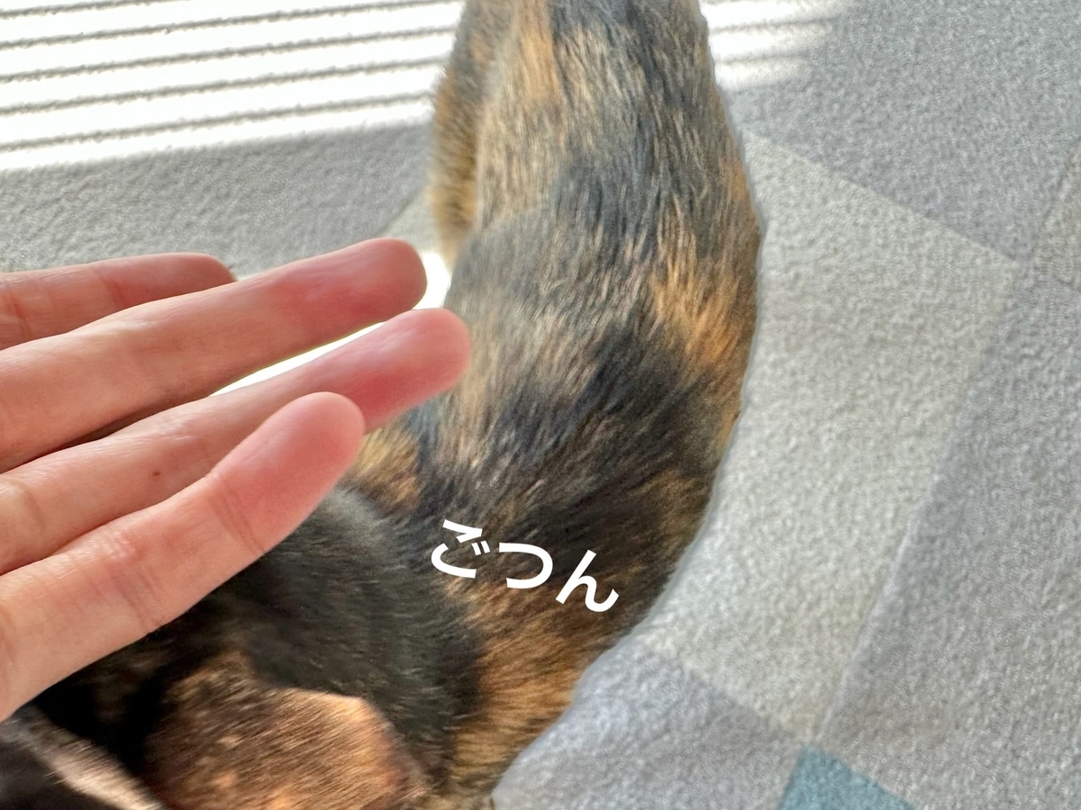 甘えん坊もなちゃん