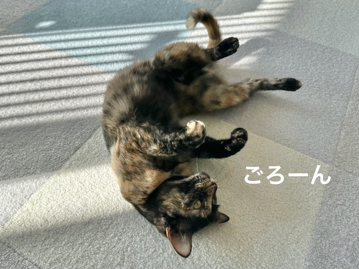 床に転がるもなちゃん1
