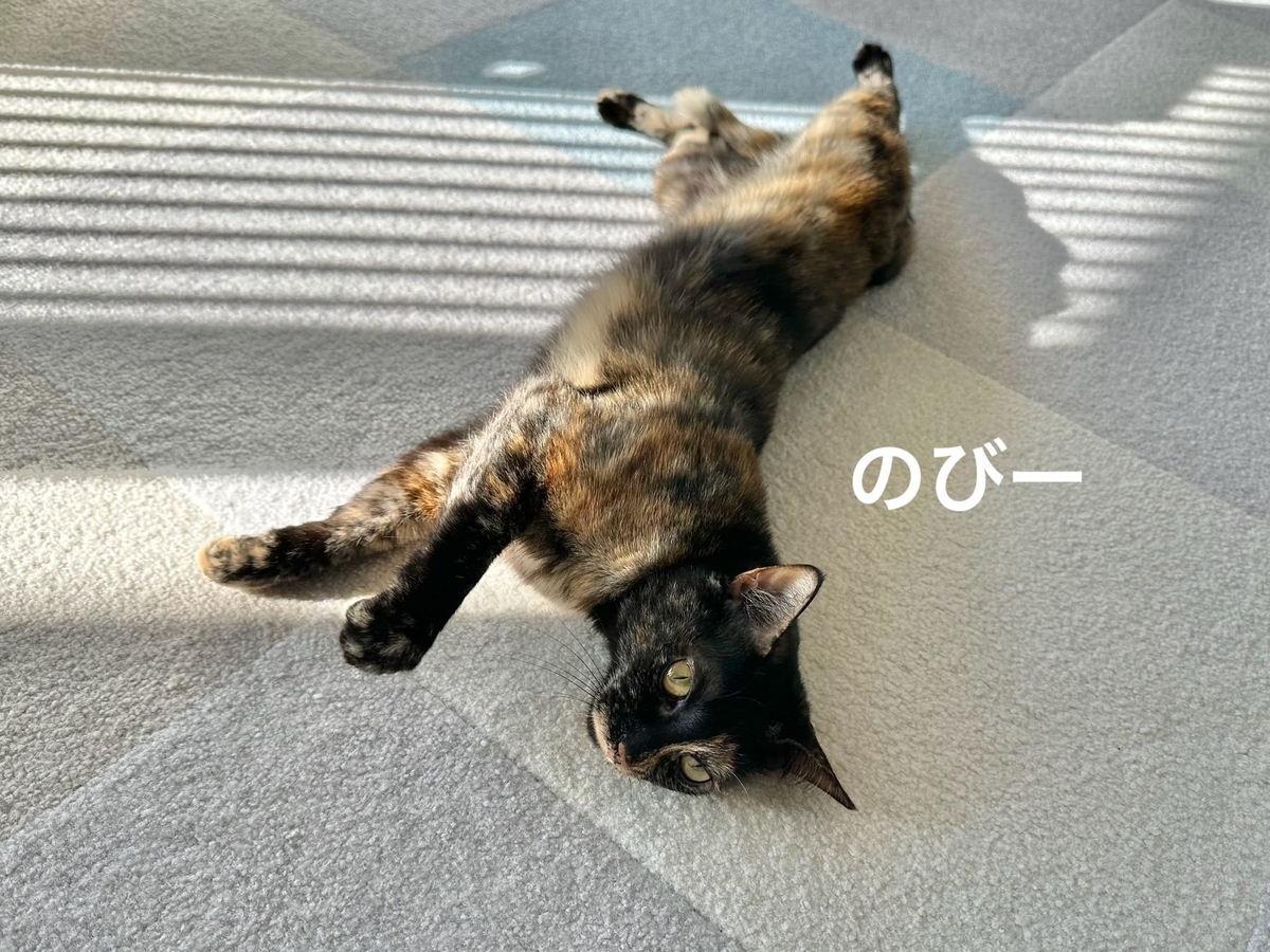 床に転がるもなちゃん3