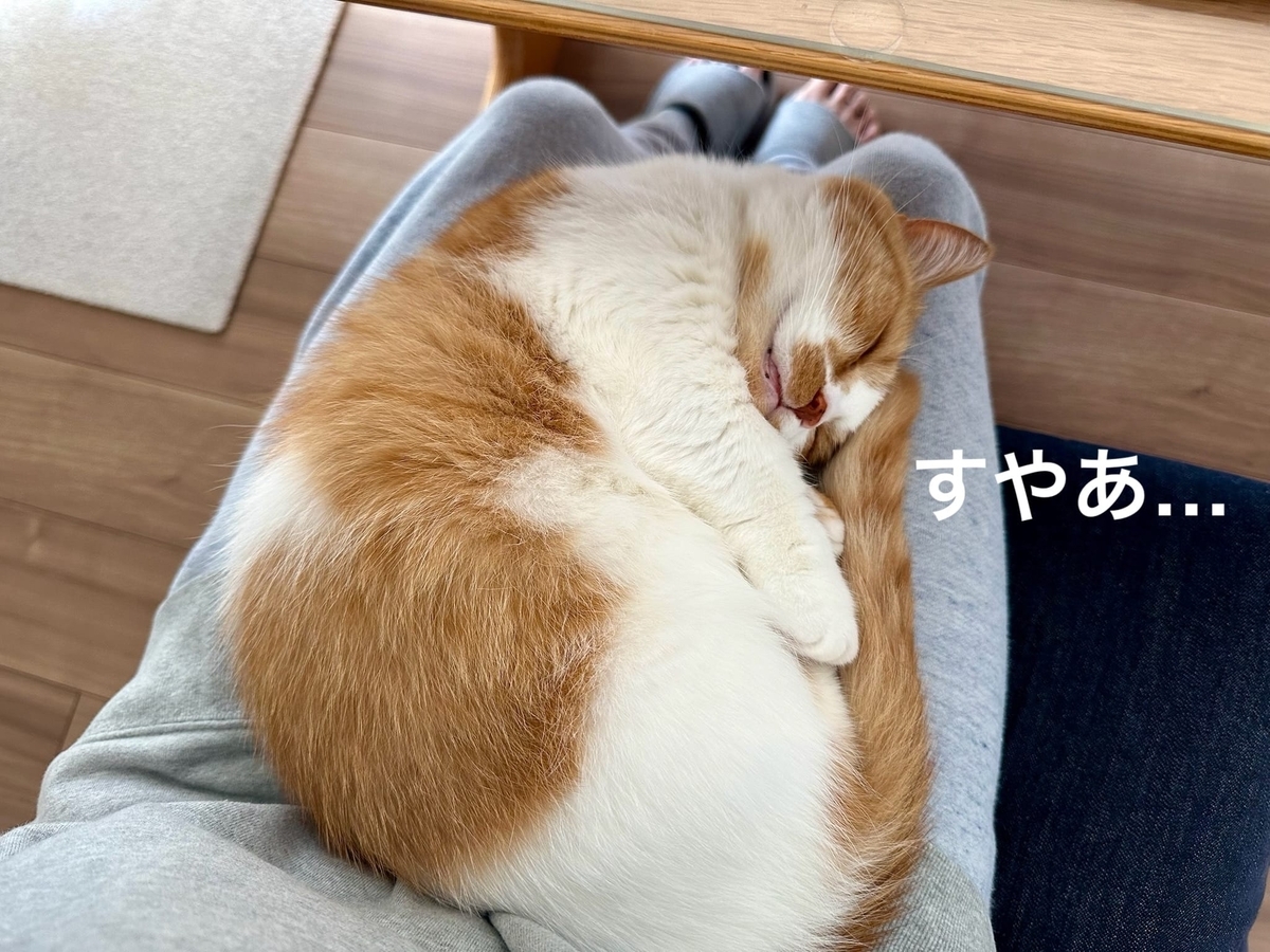 お膝猫るるちゃん2