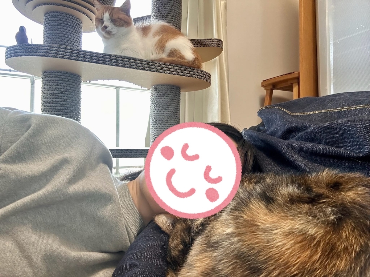 猫猫パラダイス