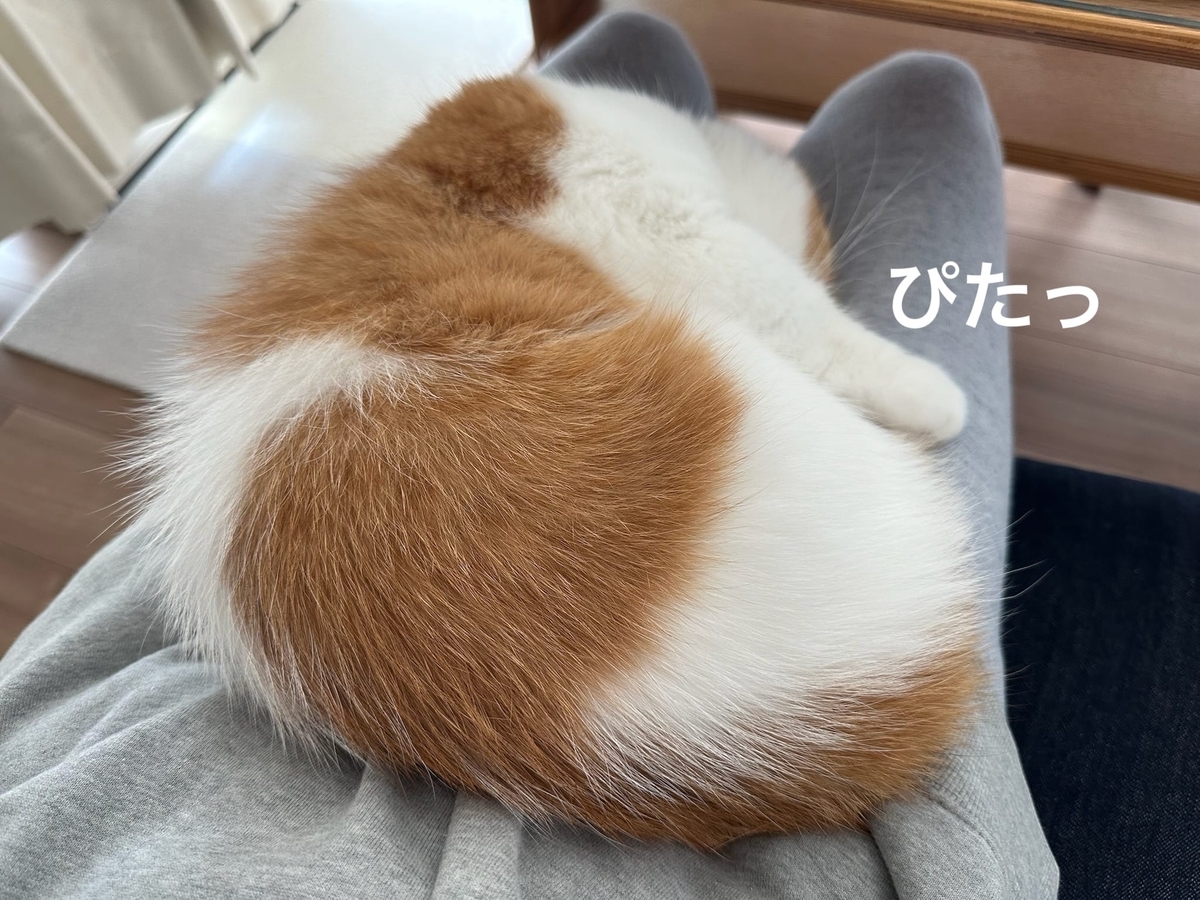 お膝猫るるちゃん1