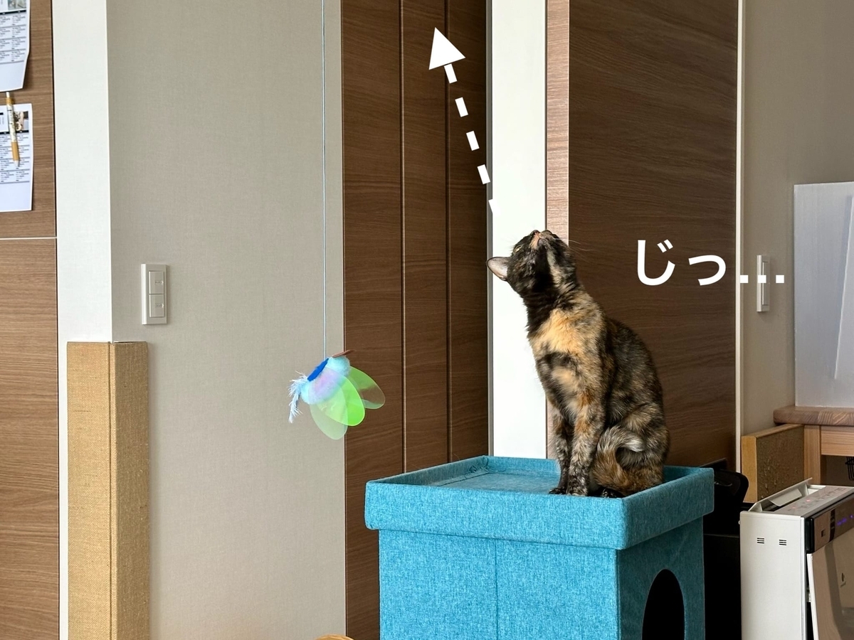 おもちゃタイムのもなちゃん2