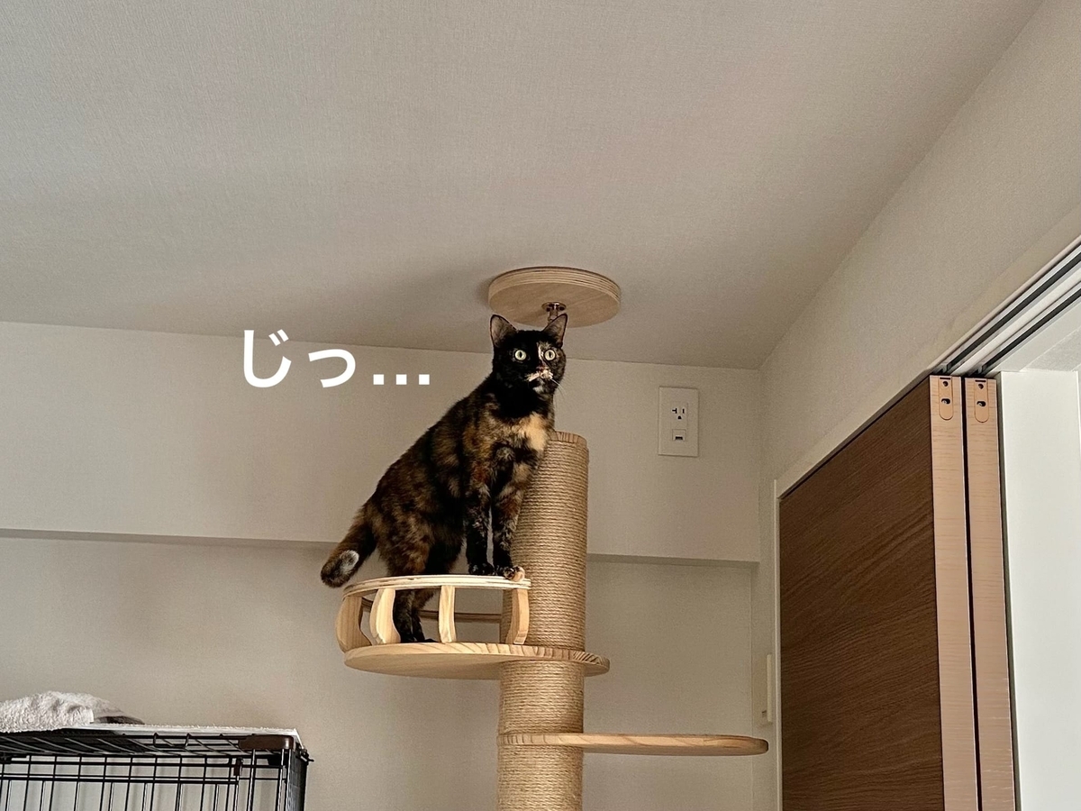 見つめるもなちゃん