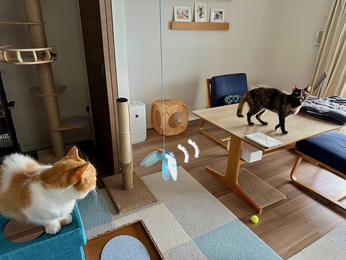新しいおもちゃとるるもな