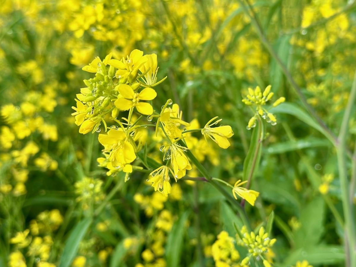雨に濡れた菜の花