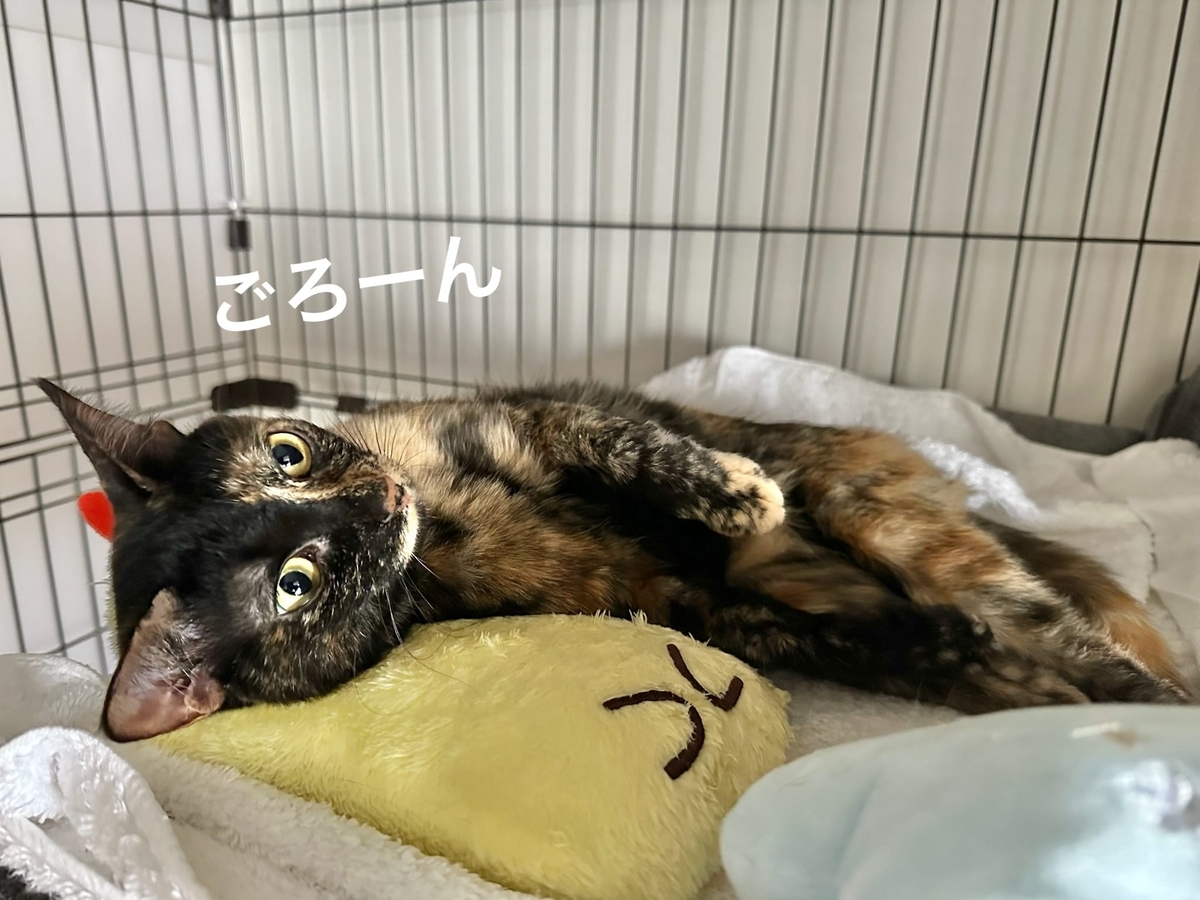 湯たんぽにくっつくもなちゃん1