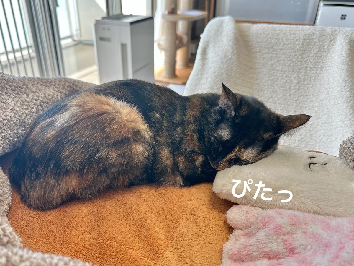 湯たんぽにくっつくもなちゃん2