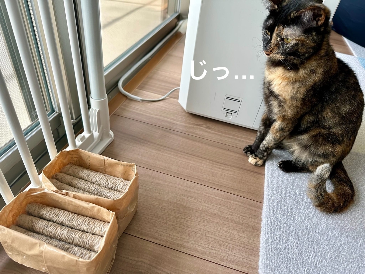 猫草観察のもなちゃん