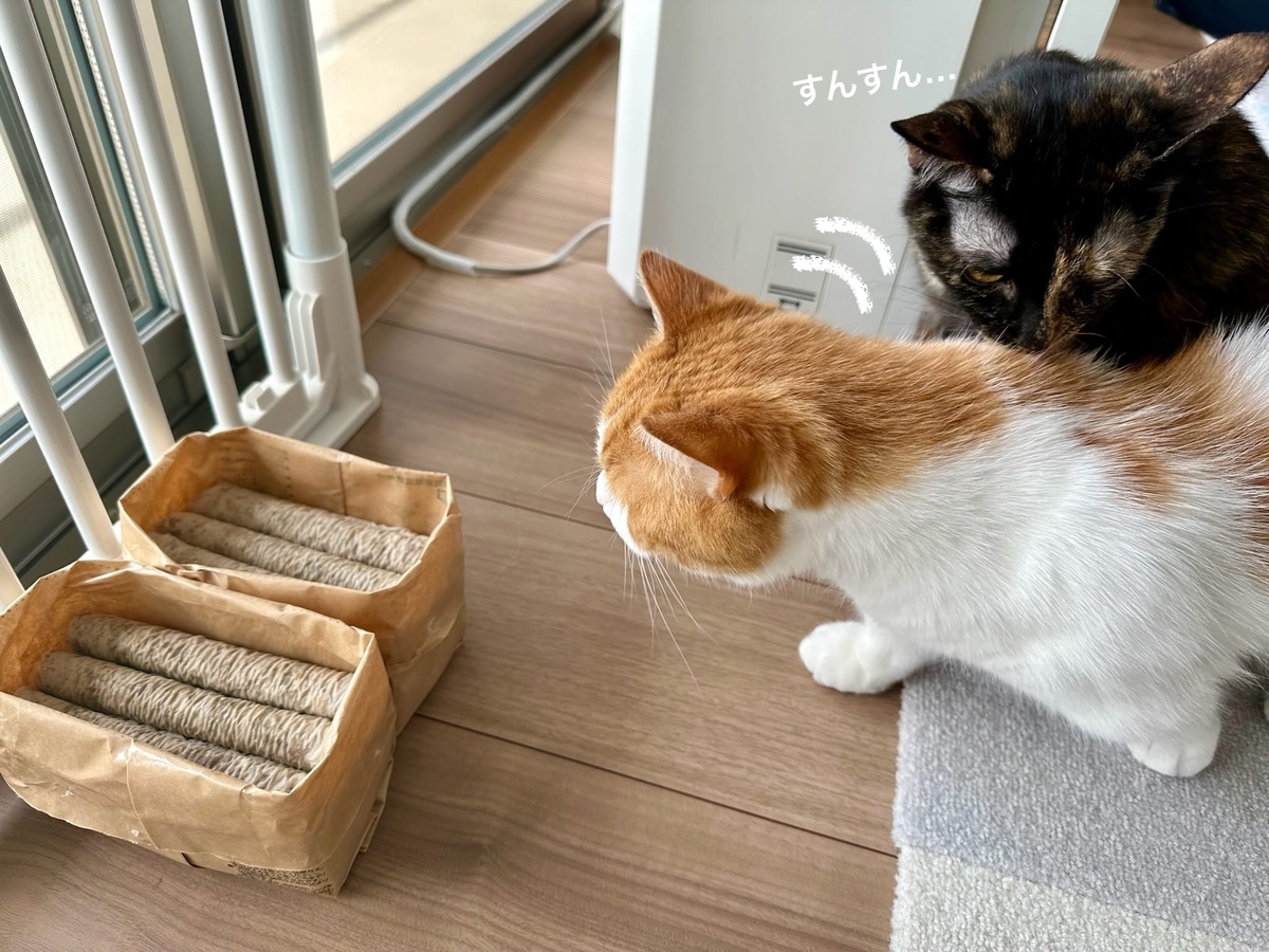 猫草観察のるるちゃん