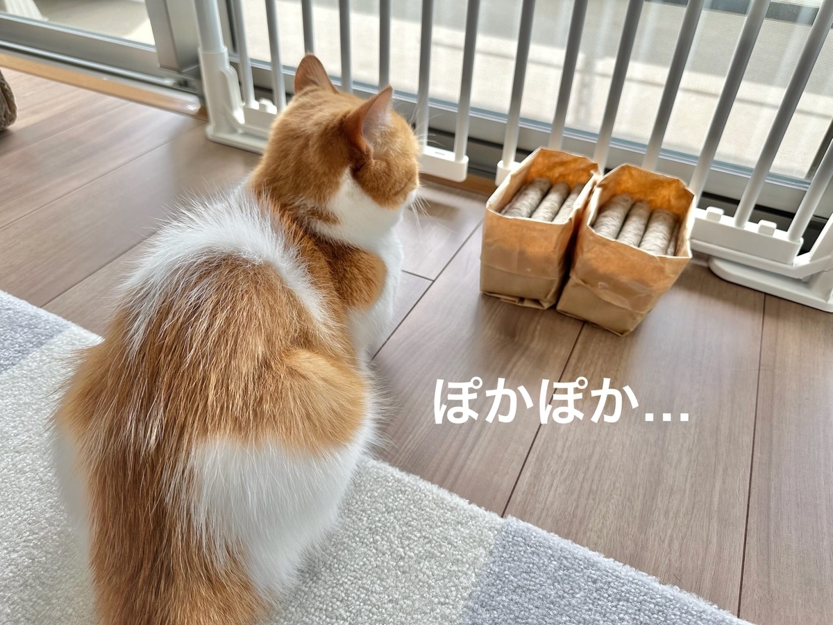 猫草と日向ぼっこ中のるるちゃん