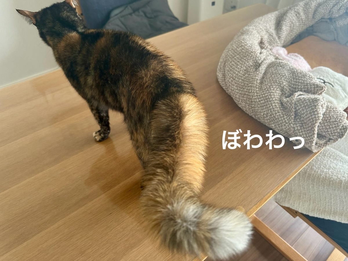ぽんぽこしっぽのもなちゃん3