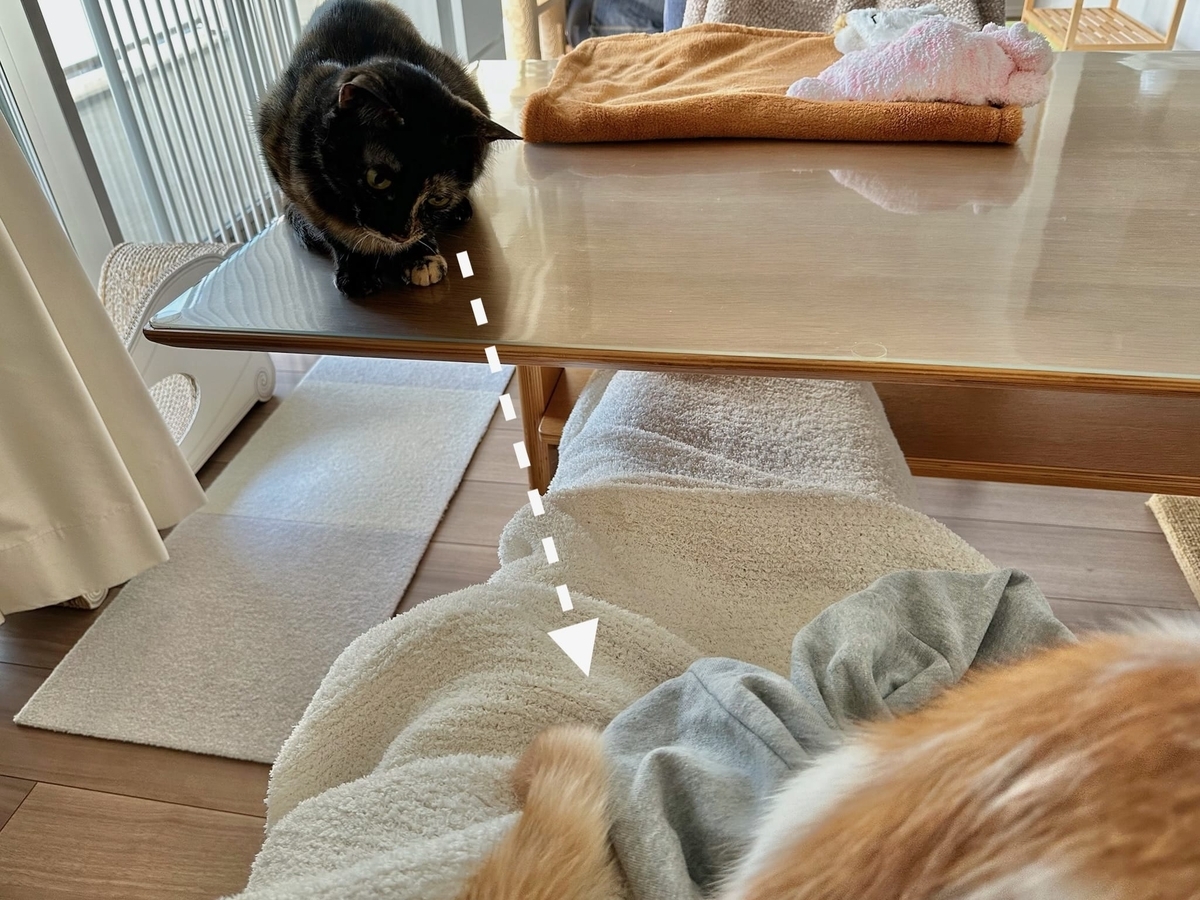 しっぽが気になるもなちゃん1