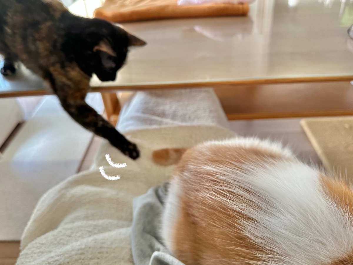 しっぽが気になるもなちゃん2