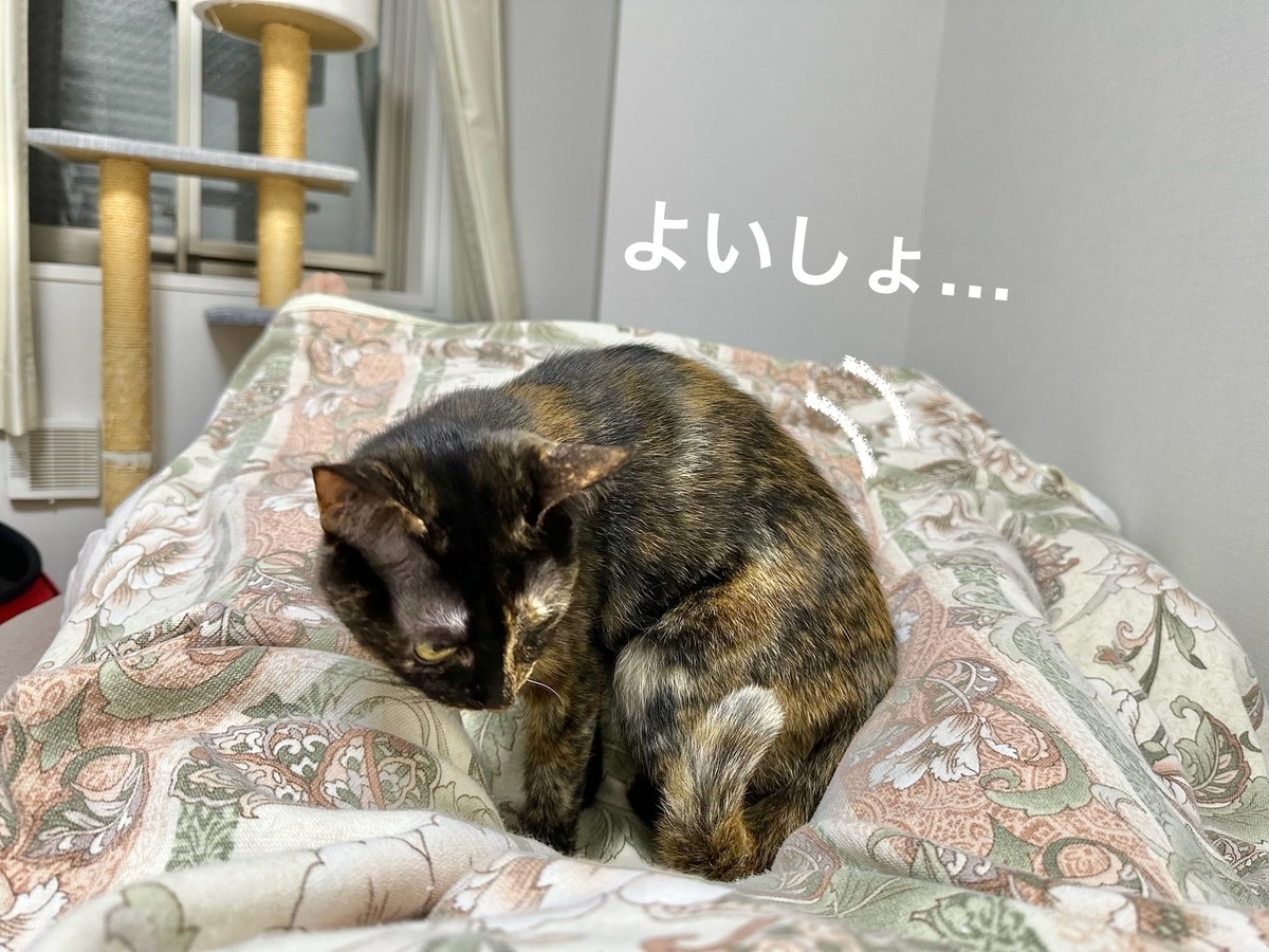 お布団の上のもなちゃん1