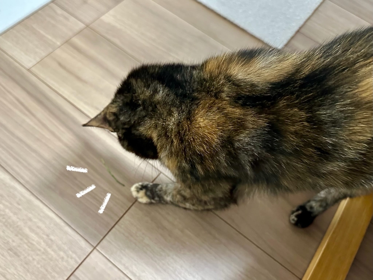 猫草ともなちゃん3