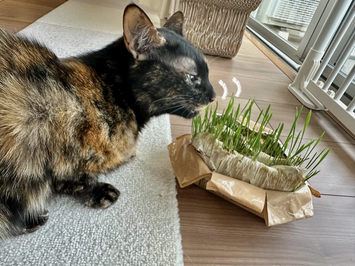 猫草ともなちゃん1