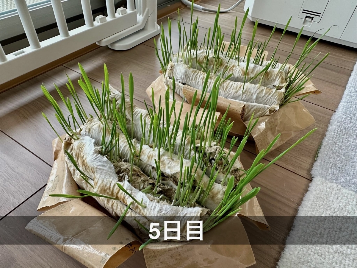 猫草の成長3